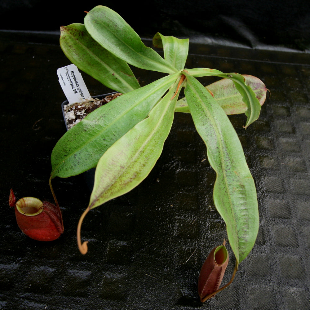 
                      
                        Nepenthes mirabilis var. globosa x ampullaria 'Black Miracle'
                      
                    