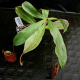 Nepenthes mirabilis var. globosa x ampullaria 'Black Miracle'