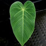 Anthurium aff. angamarcanum