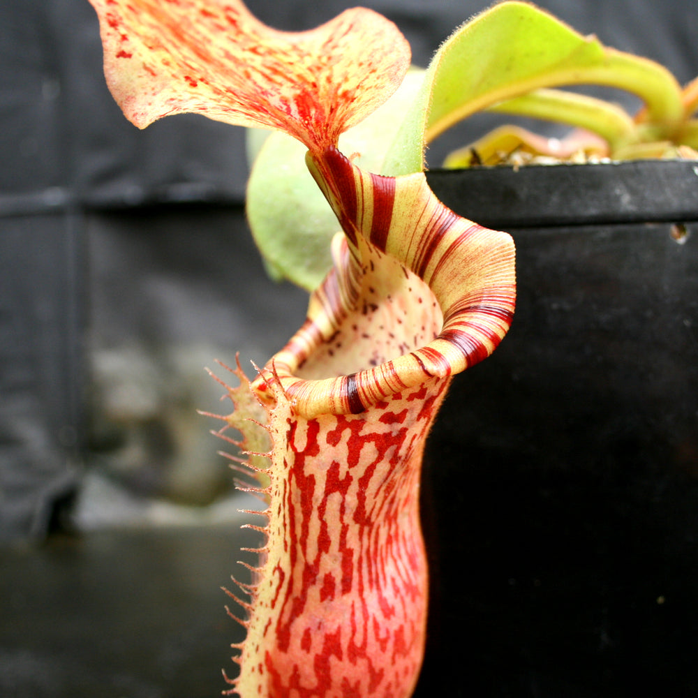 
                      
                        Nepenthes Song of Melancholy x platychila "white", CAR-0087
                      
                    