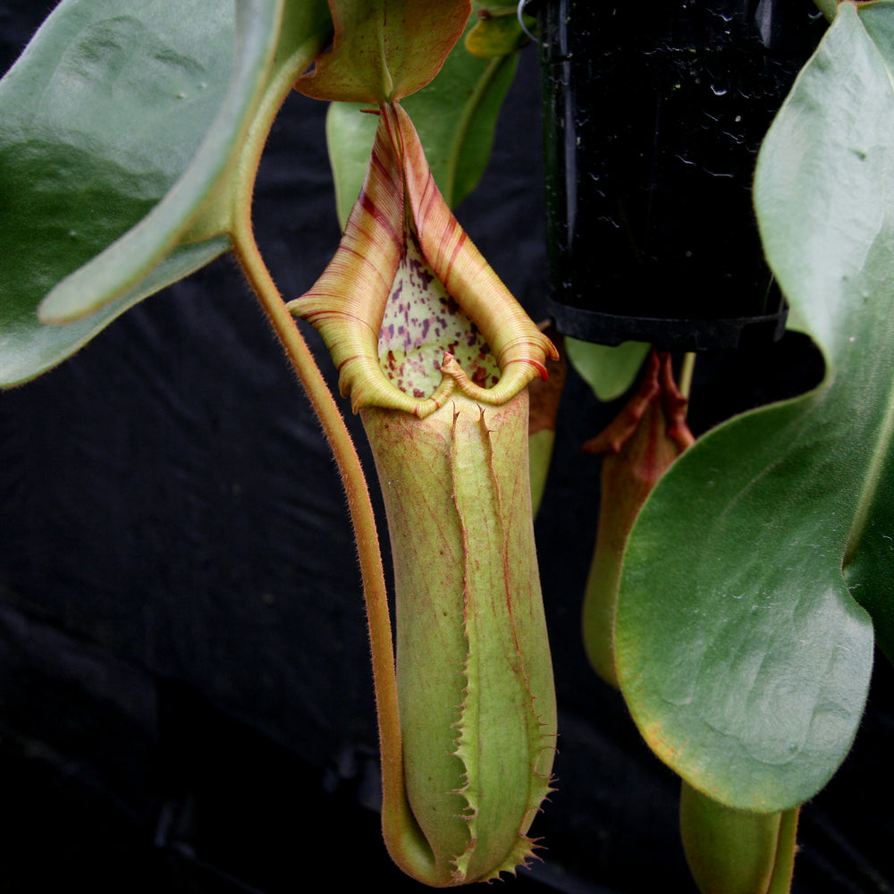 
                      
                        Nepenthes truncata, Hiroshima
                      
                    