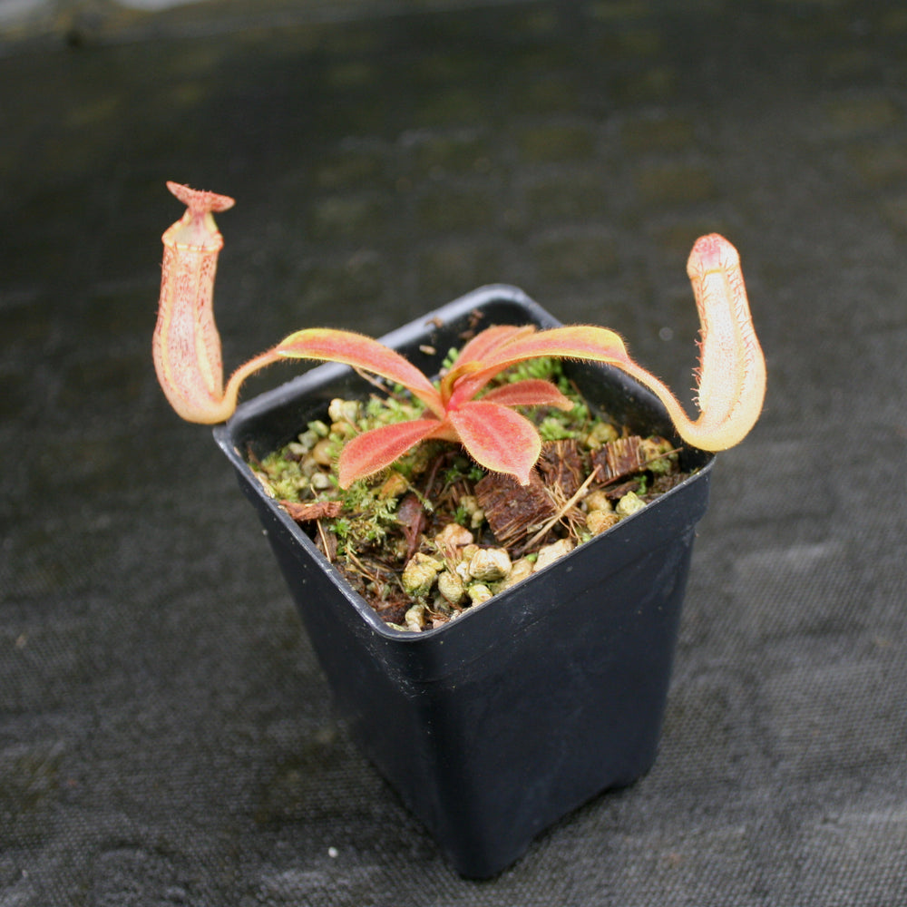 
                      
                        Nepenthes Song of Melancholy x platychila "white", CAR-0087
                      
                    