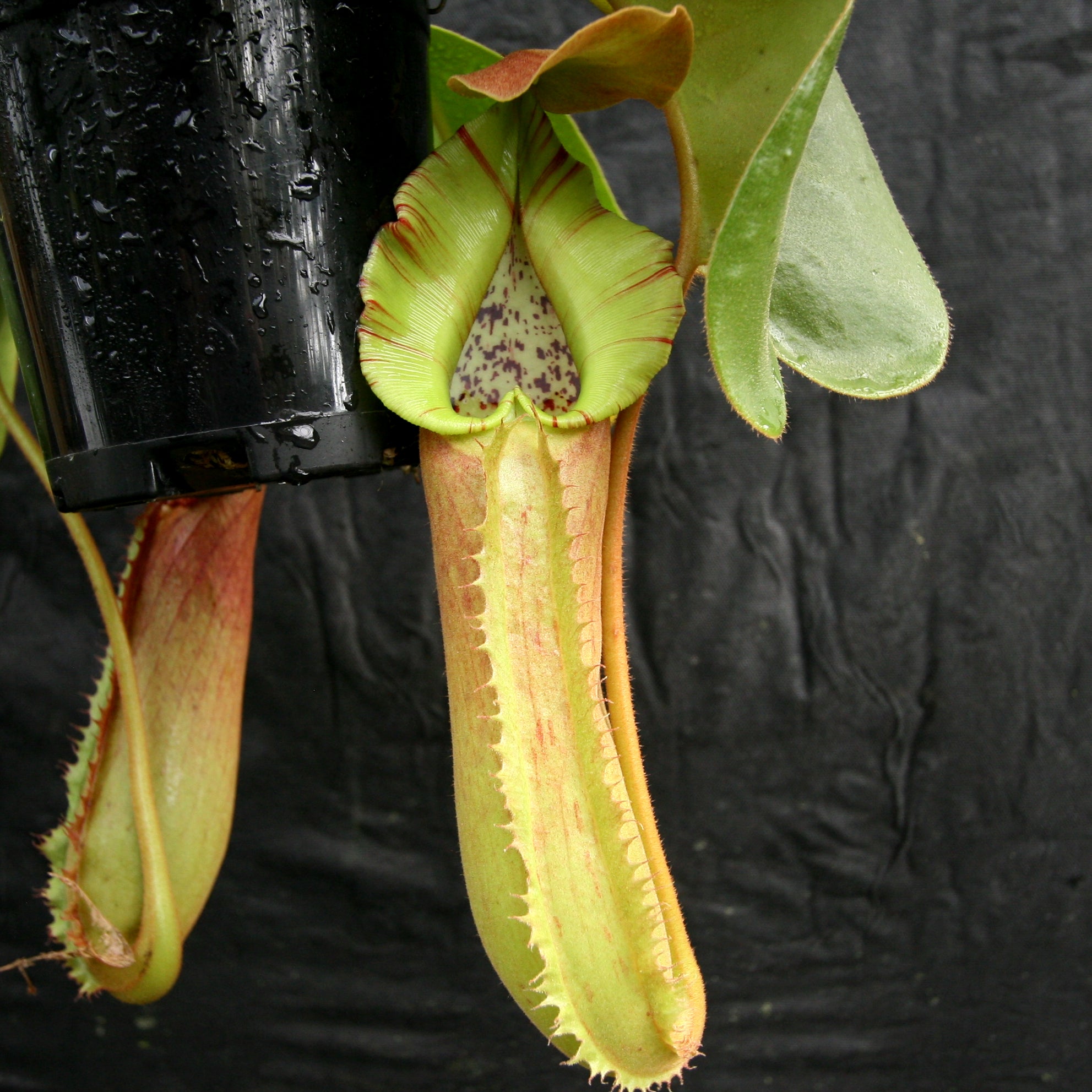 Nepenthes truncata (d) x Pasian Highland Red – Carnivero