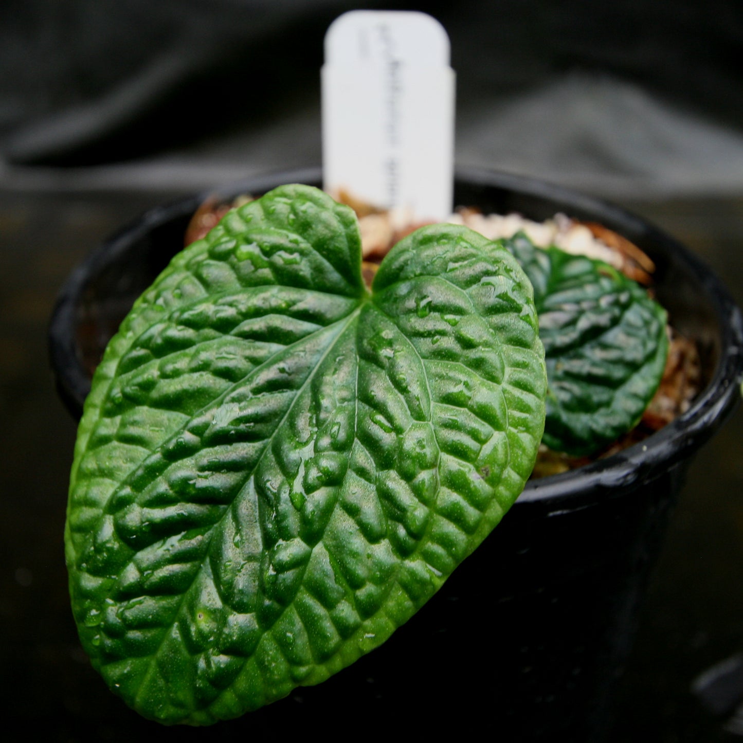 philodendron splendidum Anthurium splendidum – Carnivero