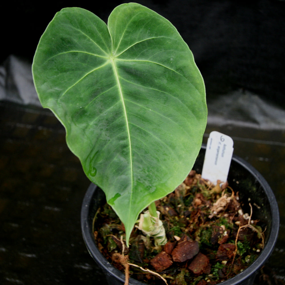 
                      
                        Anthurium aff. angamarcanum
                      
                    