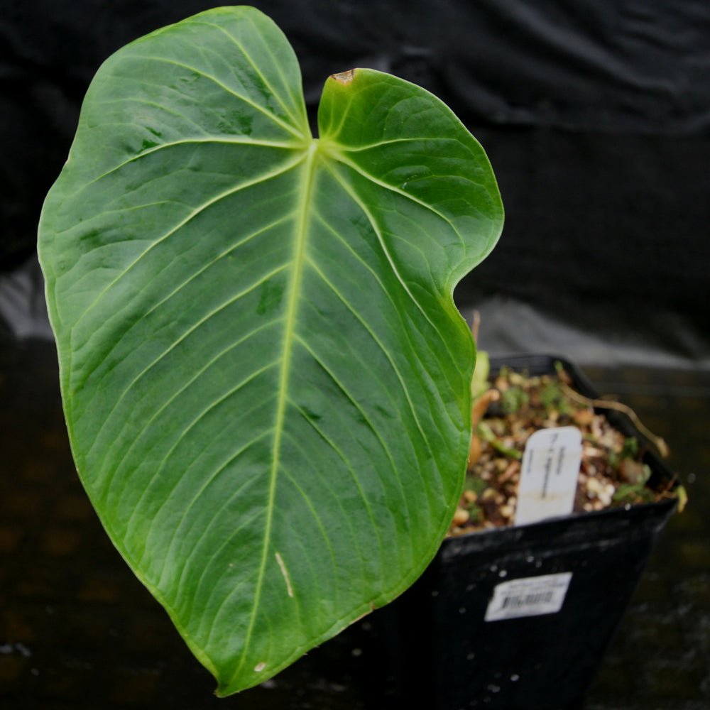 
                      
                        Anthurium aff. angamarcanum
                      
                    