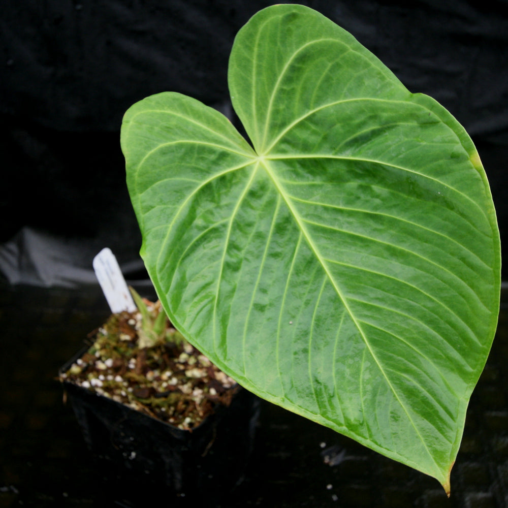 
                      
                        Anthurium aff. angamarcanum
                      
                    