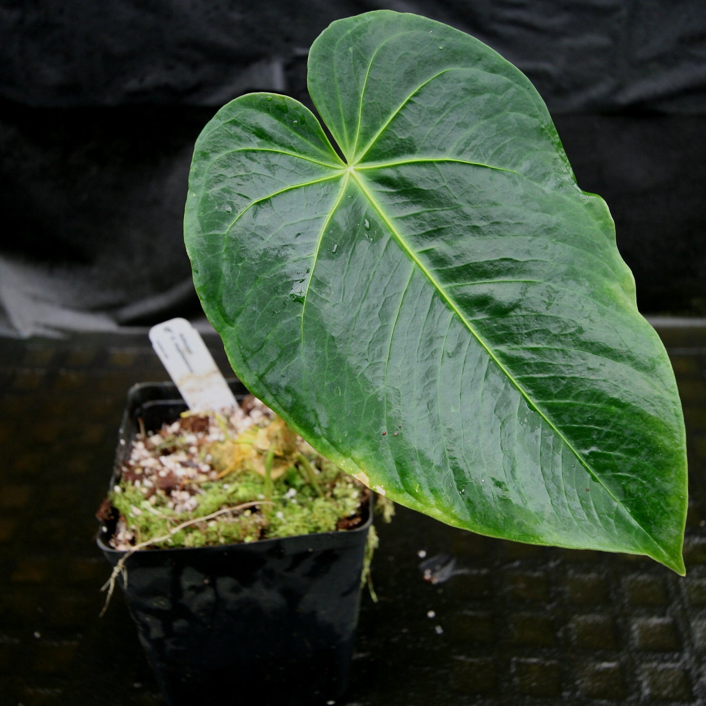 anthurium angamarcanum Anthurium aff. angamarcanum – Carnivero