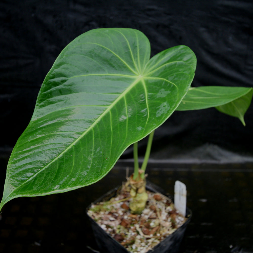 
                      
                        Anthurium aff. angamarcanum
                      
                    