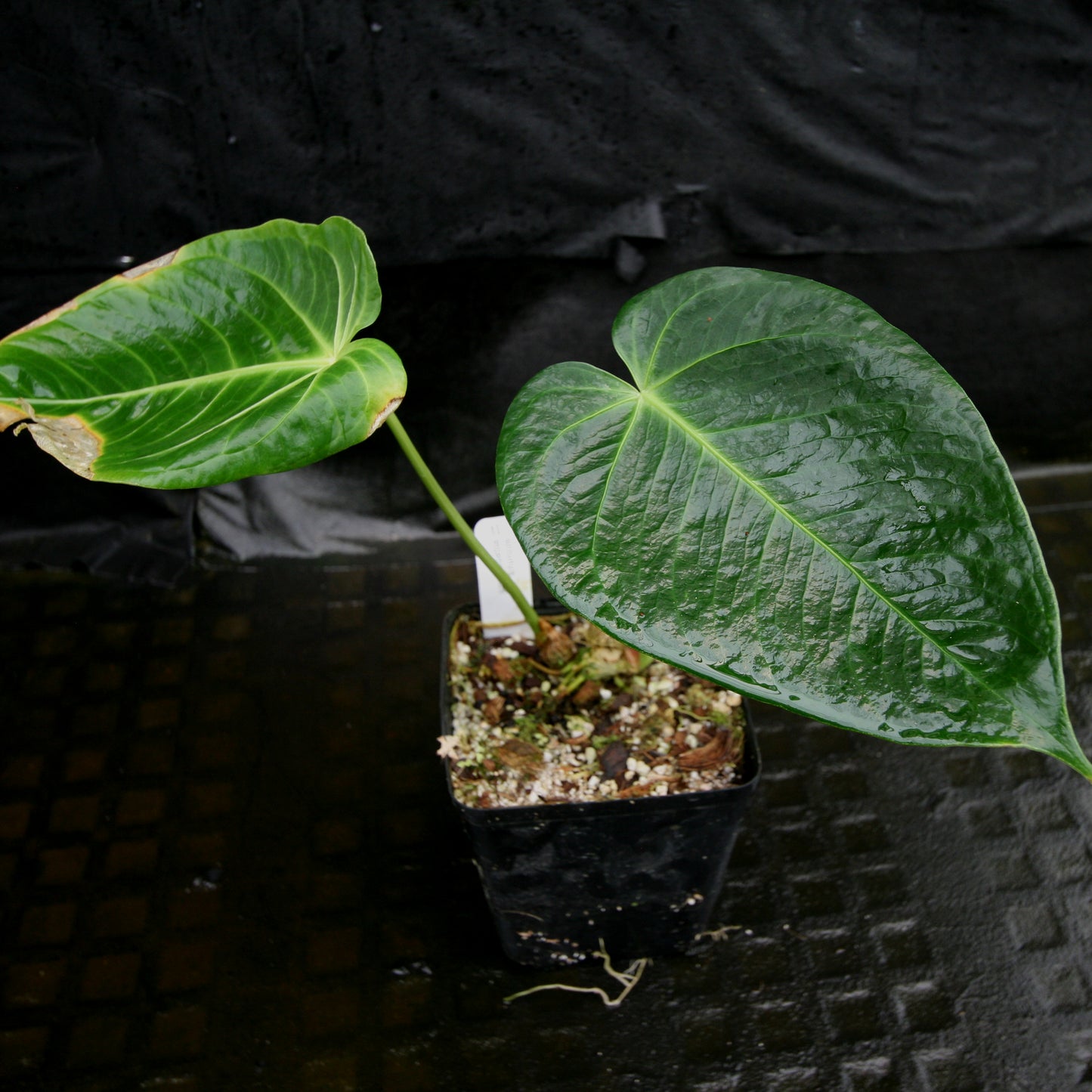 anthurium metallicum aff Anthurium aff. angamarcanum – Carnivero