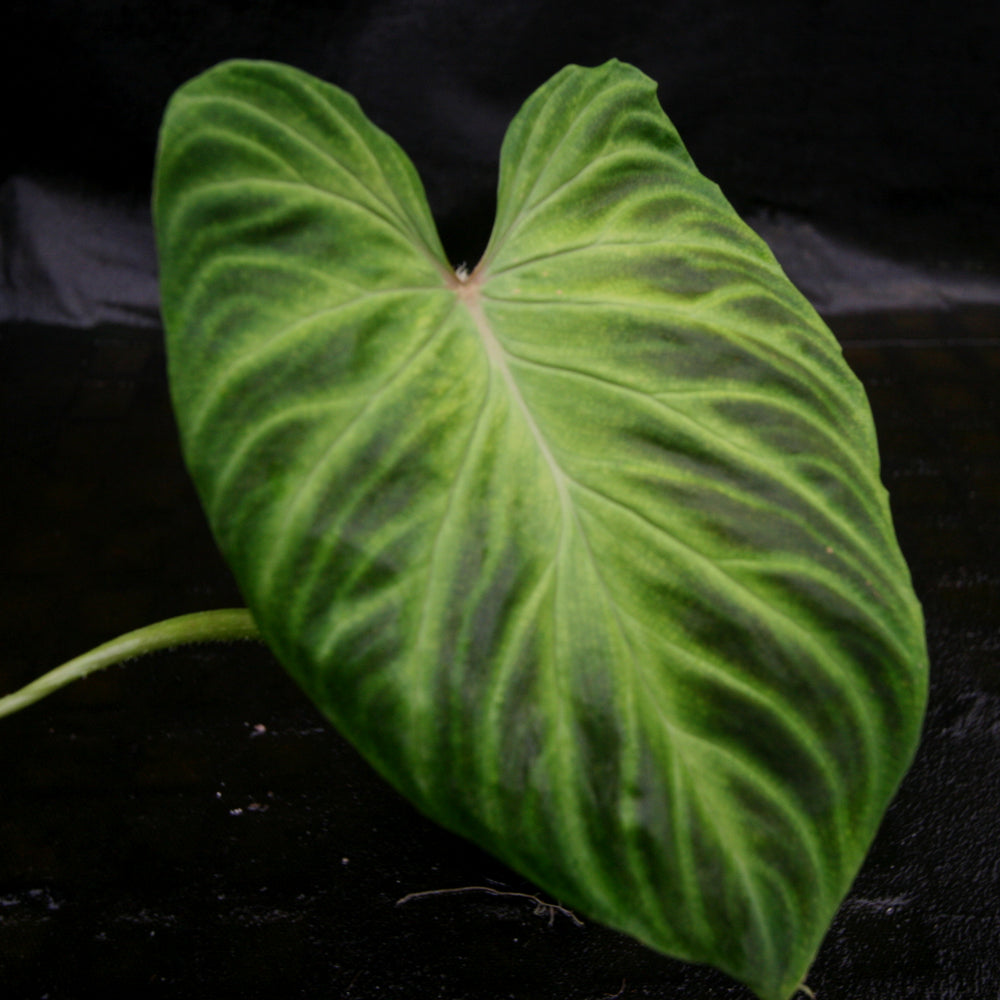 
                      
                        Philodendron verrucosum
                      
                    
