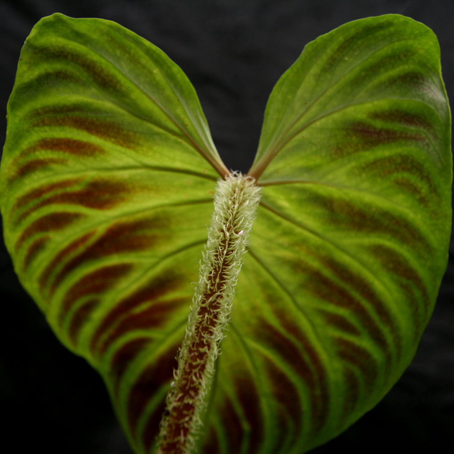 philodendron varicosa Philodendron verrucosum – Carnivero