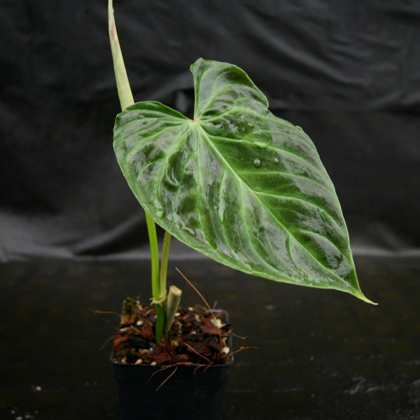 philodendron verrucosum variegata Philodendron verrucosum – Carnivero