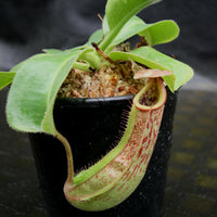 Nepenthes Marpesa x truncata (c), CAR-0204