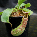 Nepenthes Marpesa x truncata (c), CAR-0204