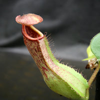 Nepenthes Marpesa x truncata (c), CAR-0204