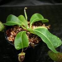 Nepenthes Marpesa x truncata (c), CAR-0204