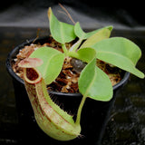 Nepenthes Marpesa x truncata (c), CAR-0204