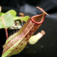 Nepenthes Marpesa x truncata (c), CAR-0204