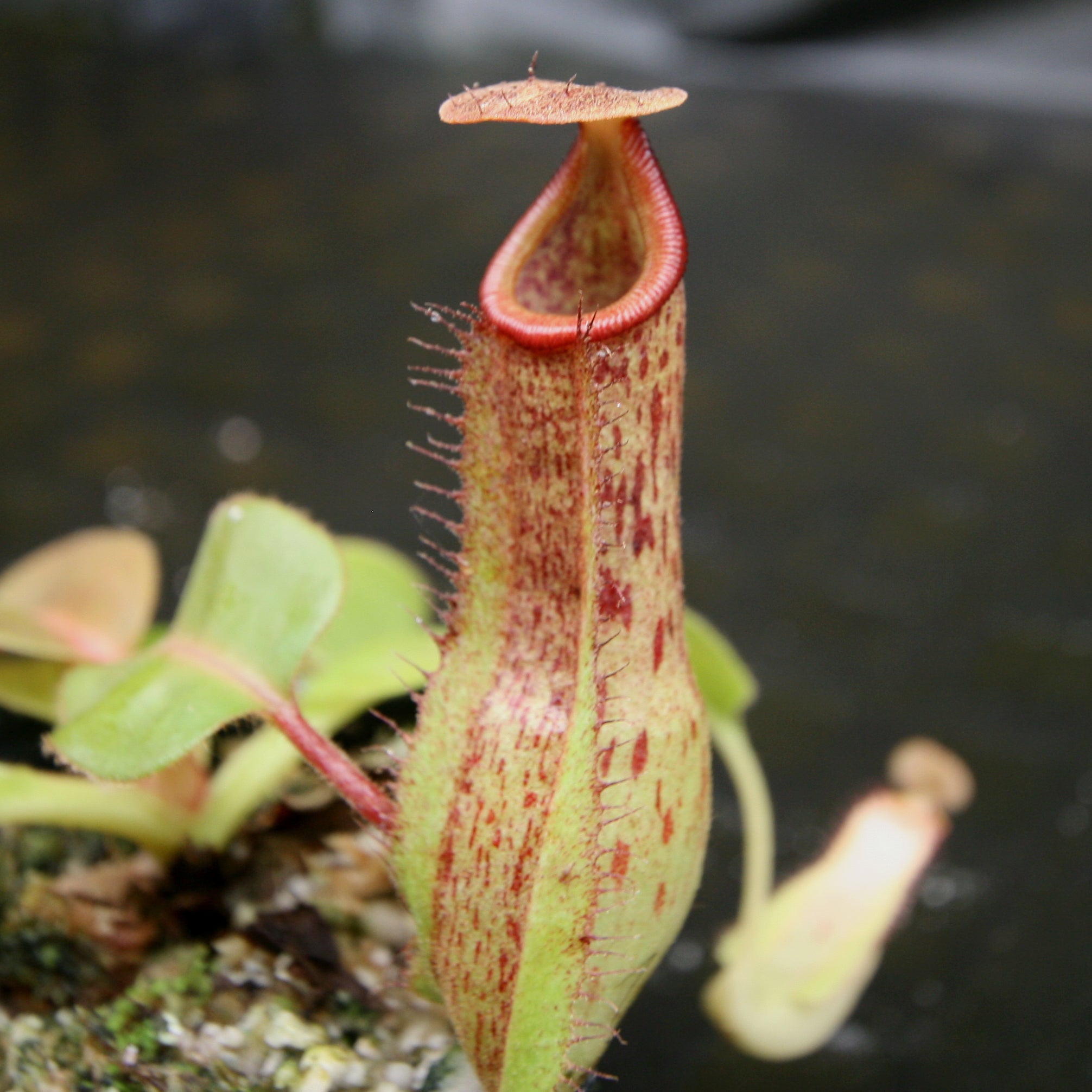 Nepenthes Marpesa x truncata (c), CAR-0204 – Carnivero