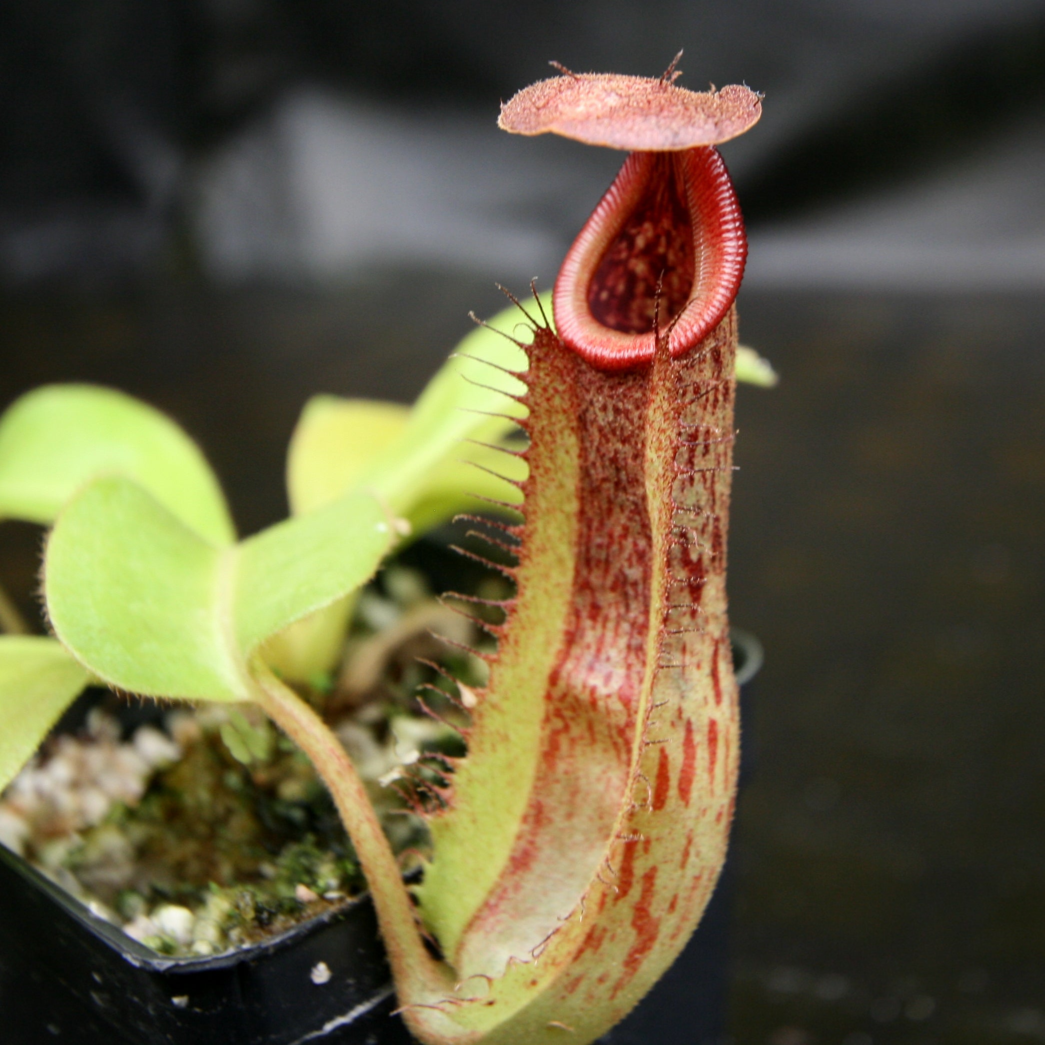 Nepenthes Marpesa x truncata (c), CAR-0204 – Carnivero