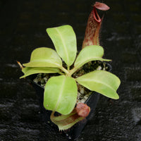Nepenthes Marpesa x truncata (c), CAR-0204