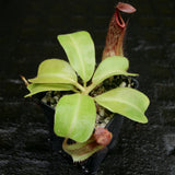 Nepenthes Marpesa x truncata (c), CAR-0204