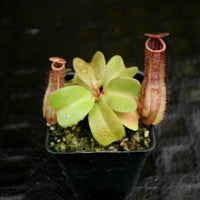 Nepenthes Marpesa x truncata (c), CAR-0204