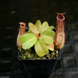 Nepenthes Marpesa x truncata (c), CAR-0204