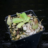 Nepenthes Marpesa x truncata (c), CAR-0204