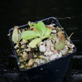 Nepenthes Marpesa x truncata (c), CAR-0204