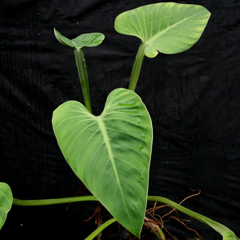 Philodendron alatiundulatum with large glossy heart shaped leaves on green stems against a dark background