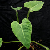 Philodendron alatiundulatum