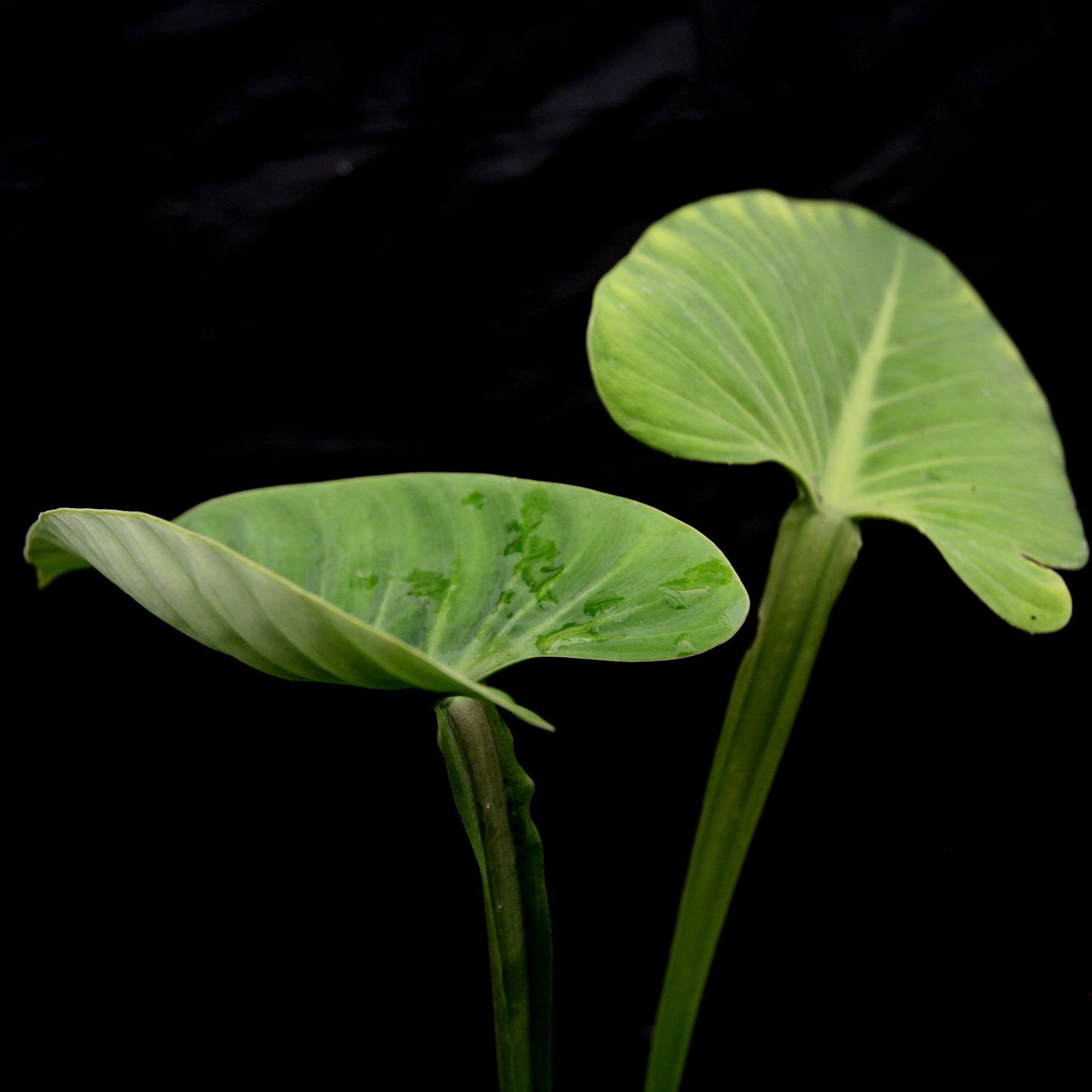 philodendron alatiunium Philodendron alatiundulatum – Carnivero
