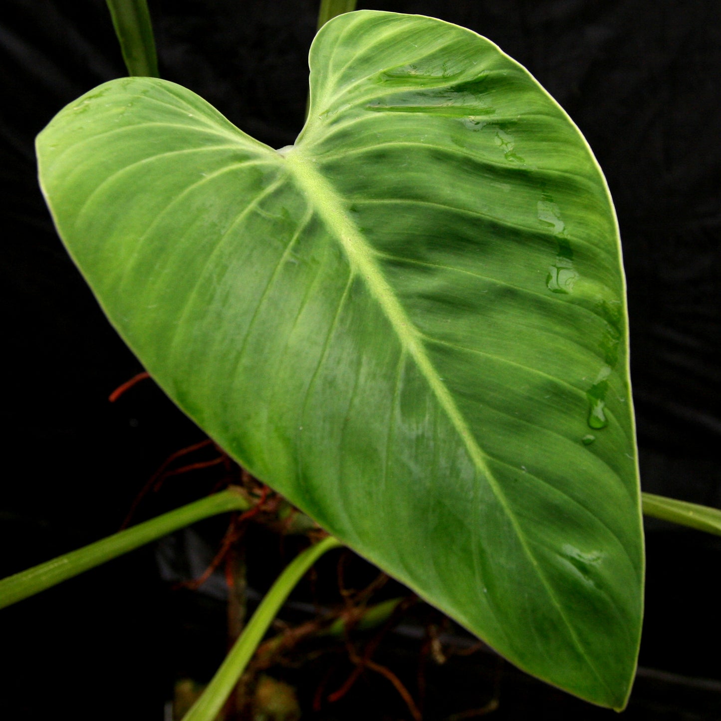 philodendron nanegalense Philodendron alatiundulatum – Carnivero