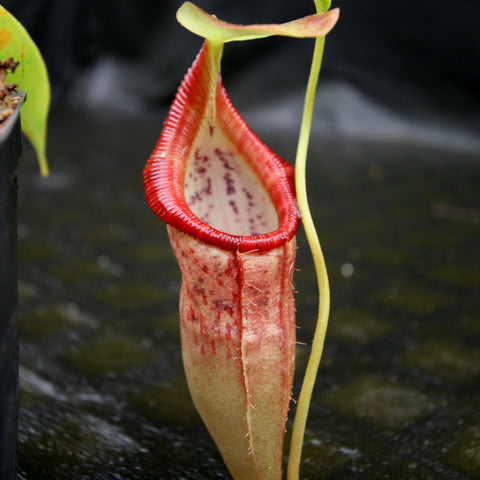 Nepenthes singalana variegated x flava pitcher plant with a red peristome and pale speckled interior.