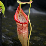 Nepenthes singalana variegated x flava, CAR-0143