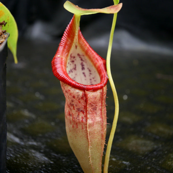 Nepenthes singalana variegated x flava, CAR-0143, pitcher plant, carnivorous plant, collectors plant, large pitchers, rare plants