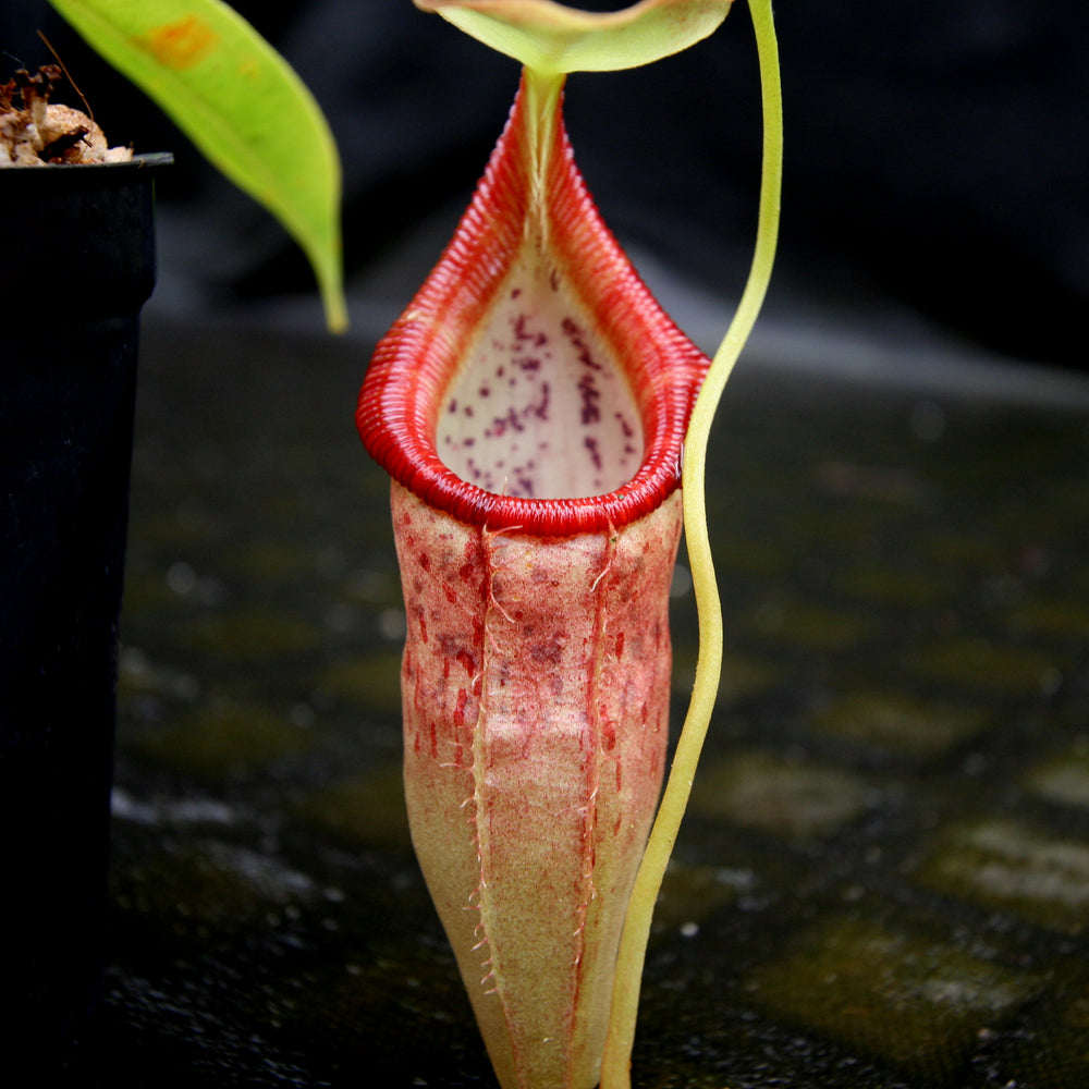 
                      
                        Nepenthes singalana variegated x flava, CAR-0143, pitcher plant, carnivorous plant, collectors plant, large pitchers, rare plants
                      
                    
