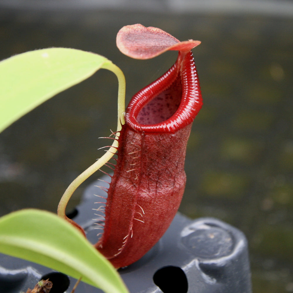 
                      
                        Nepenthes singalana variegated x flava, CAR-0143, pitcher plant, carnivorous plant, collectors plant, large pitchers, rare plants
                      
                    