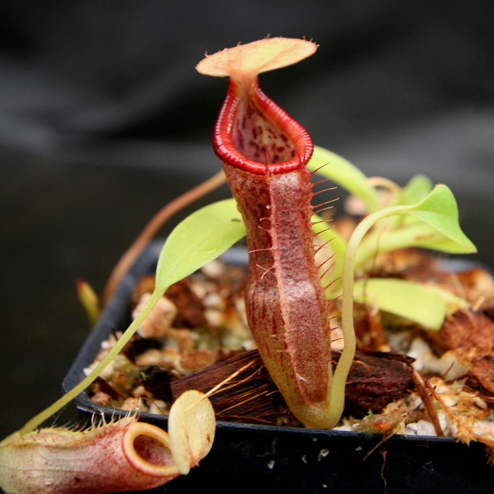 
                      
                        Nepenthes singalana variegated x flava, CAR-0143, pitcher plant, carnivorous plant, collectors plant, large pitchers, rare plants
                      
                    