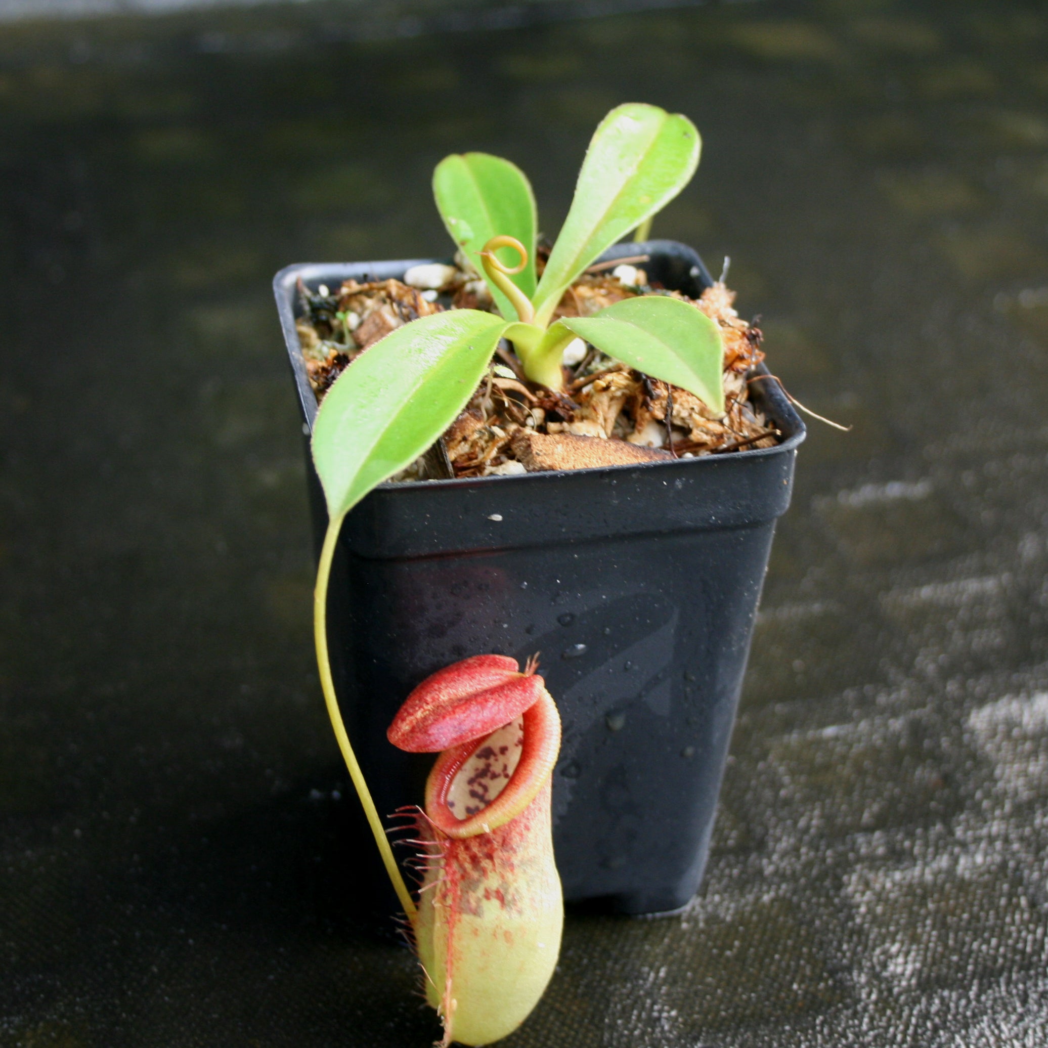 NEPENTHES NEPETHICA 鉢 NEPENTHES NEPETHICA 鉢 - メルカリ
