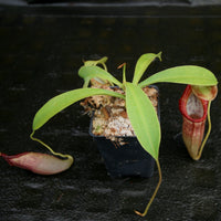 Nepenthes singalana variegated x flava, CAR-0143, pitcher plant, carnivorous plant, collectors plant, large pitchers, rare plants