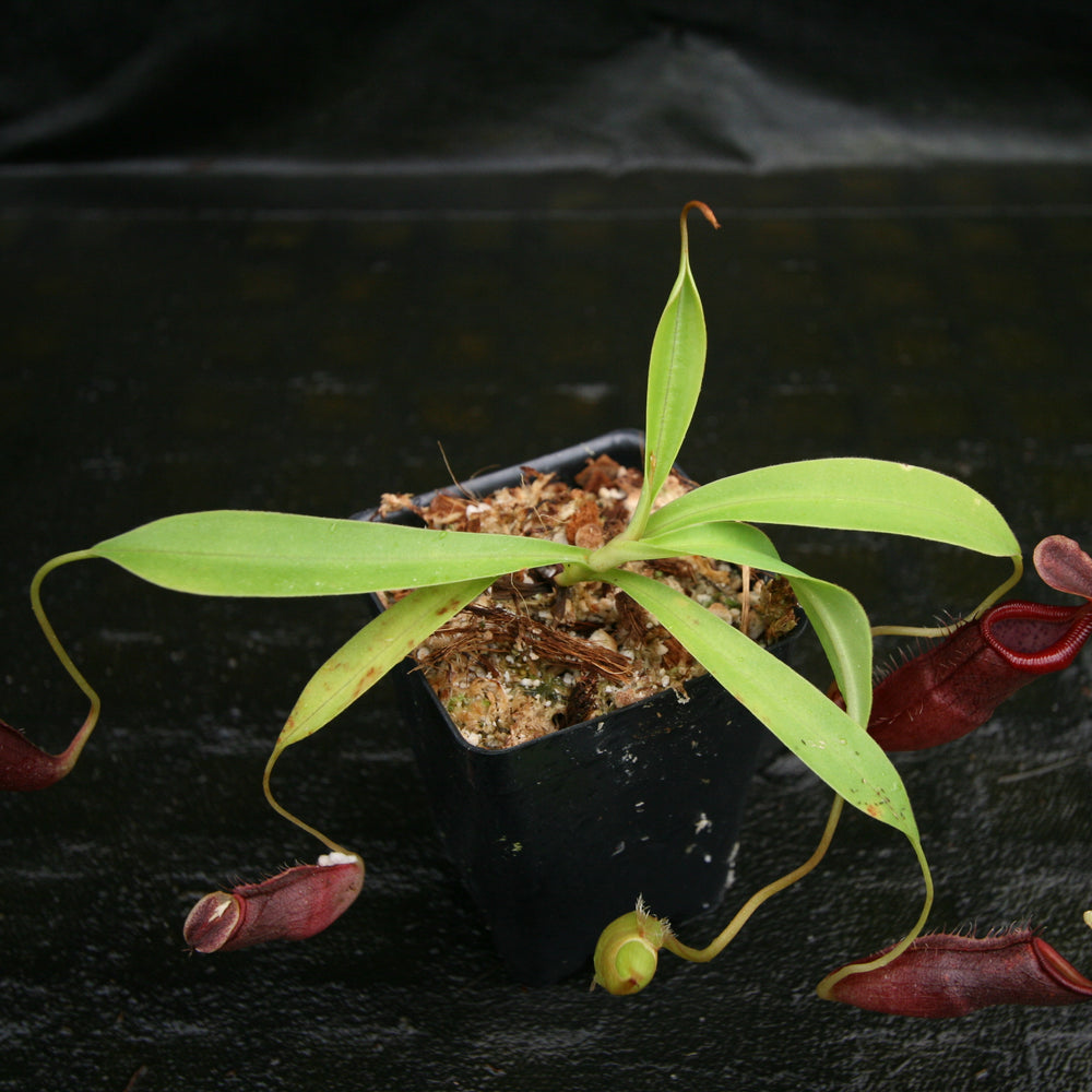 
                      
                        Nepenthes singalana variegated x flava, CAR-0143, pitcher plant, carnivorous plant, collectors plant, large pitchers, rare plants
                      
                    