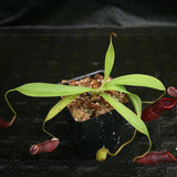 Nepenthes singalana variegated x flava, CAR-0143, pitcher plant, carnivorous plant, collectors plant, large pitchers, rare plants