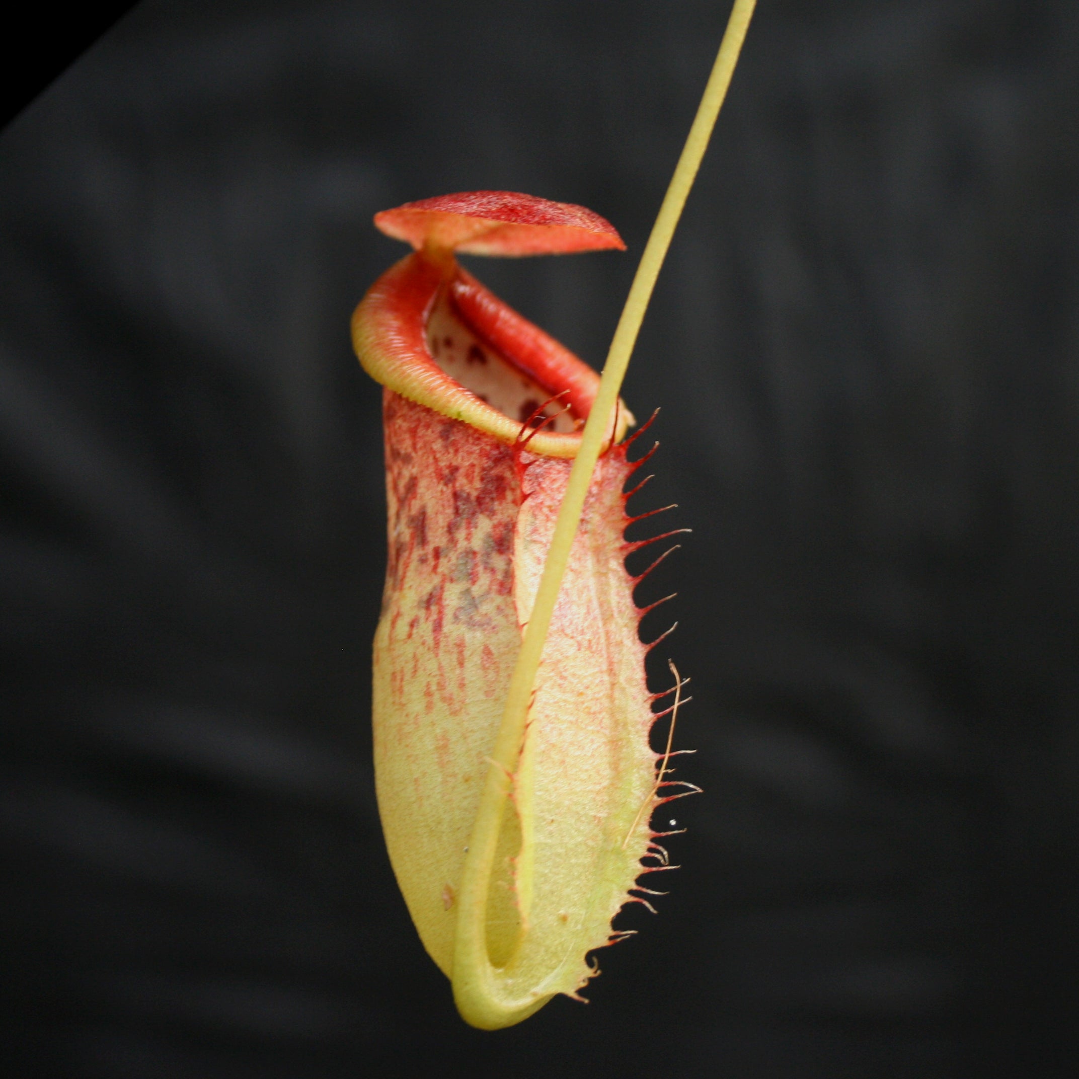 Nepenthes spathulata x tenuis – Carnivero