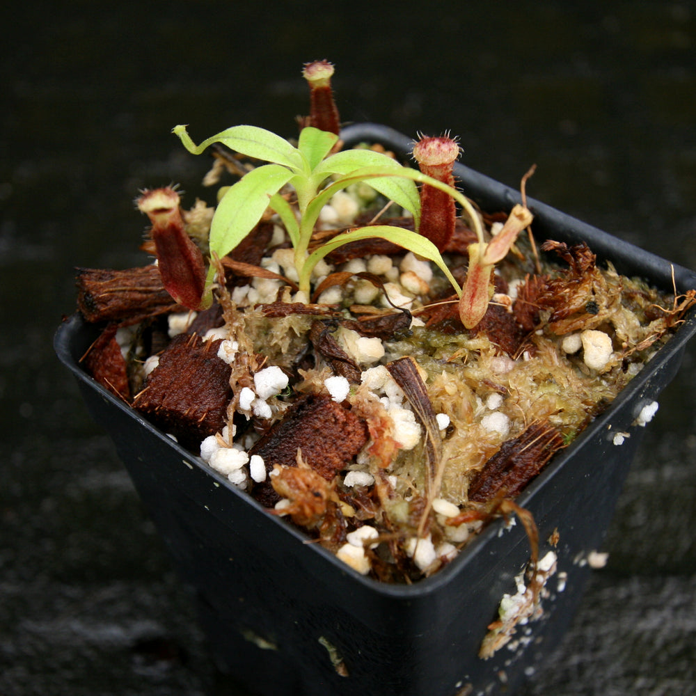 
                      
                        Nepenthes singalana variegated x flava, CAR-0143, pitcher plant, carnivorous plant, collectors plant, large pitchers, rare plants
                      
                    