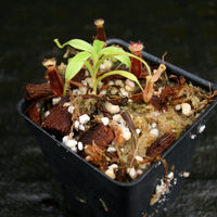 Nepenthes singalana variegated x flava, CAR-0143