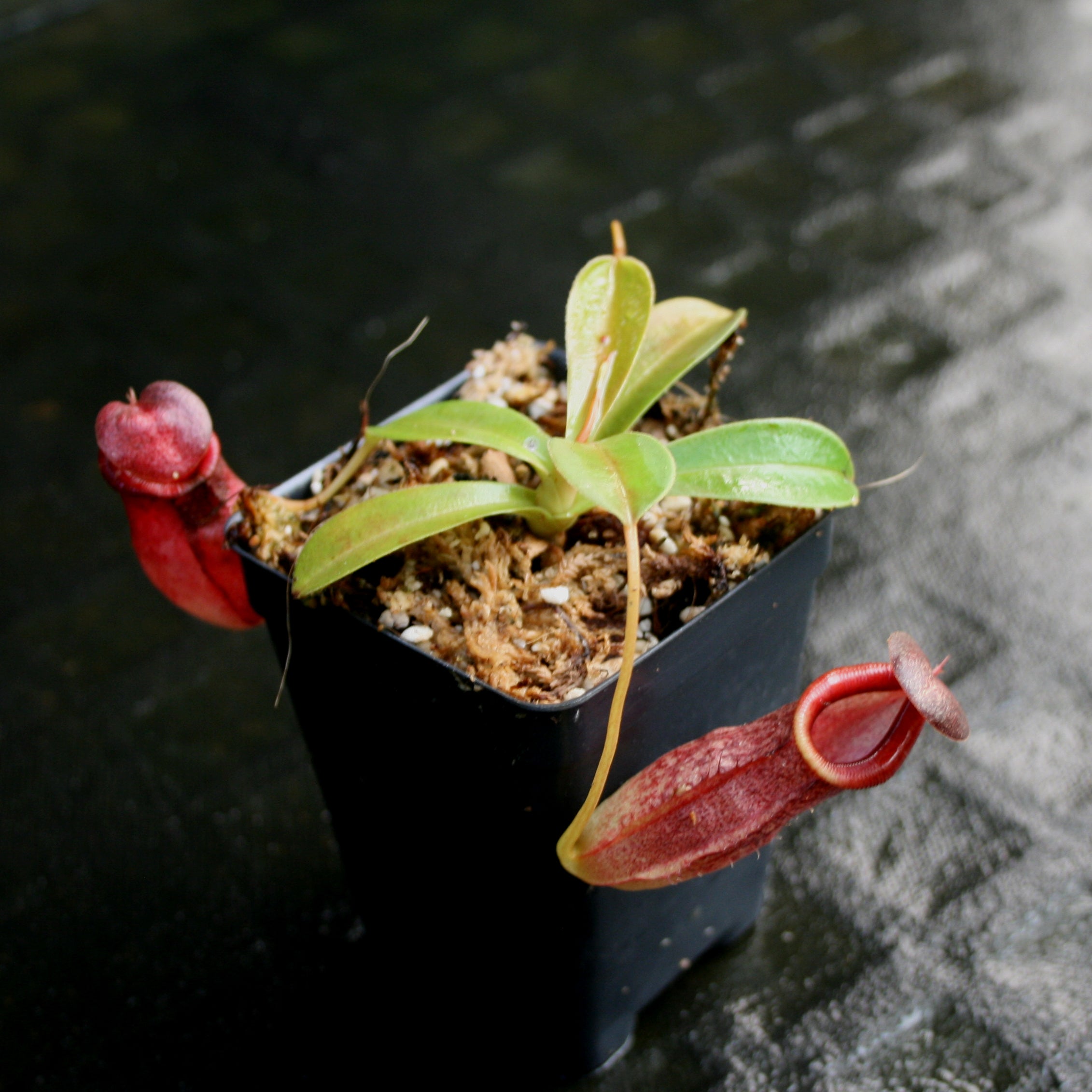 Nepenthes spathulata x tenuis – Carnivero