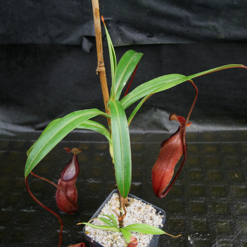 
                      
                        Nepenthes singalana x diabolica, BE-3900
                      
                    